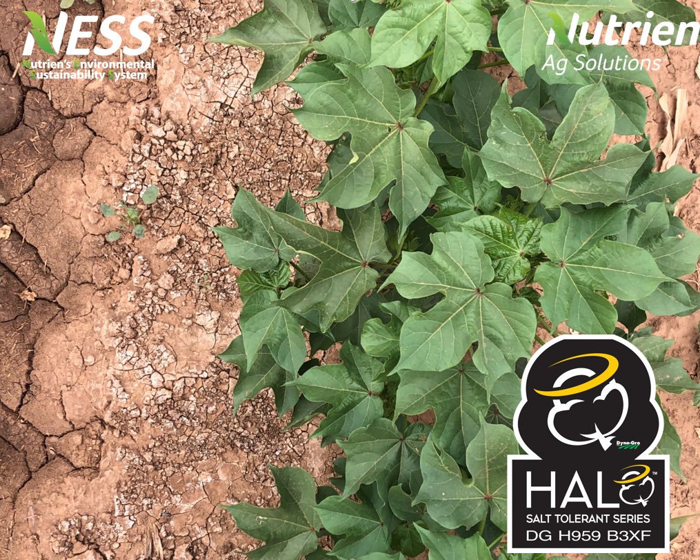 Dyna-Gro H959 B3XF Halo Salt Tolerant Series thriving in salty conditions around Meadow Texas!  Make more crop per drop of salty water!#DynaGroNation #Poweredbyness