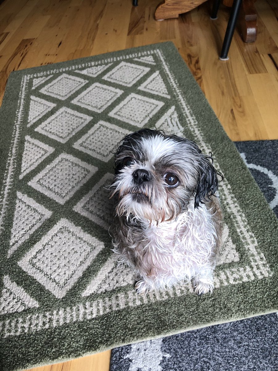 KellyCalderone's tweet photo. Somebody got a bath today π§Ό ππ https://t.co/Beq1Jn0iAC