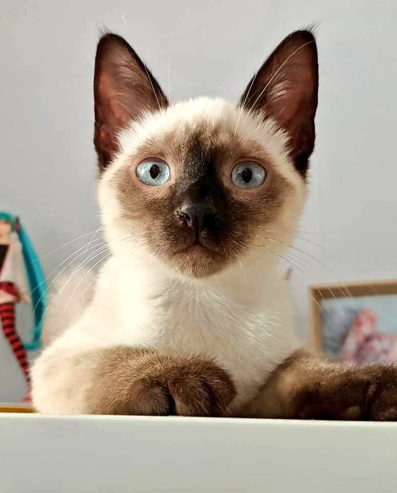 Aquesta preciositat de gatet és l'OREO, una cucada que busca una familia on ser molt feliç 😻 si el vols conèixer > 629706631 #XarxaBarcelonaAdopcions #adopta #gràcies #maresme