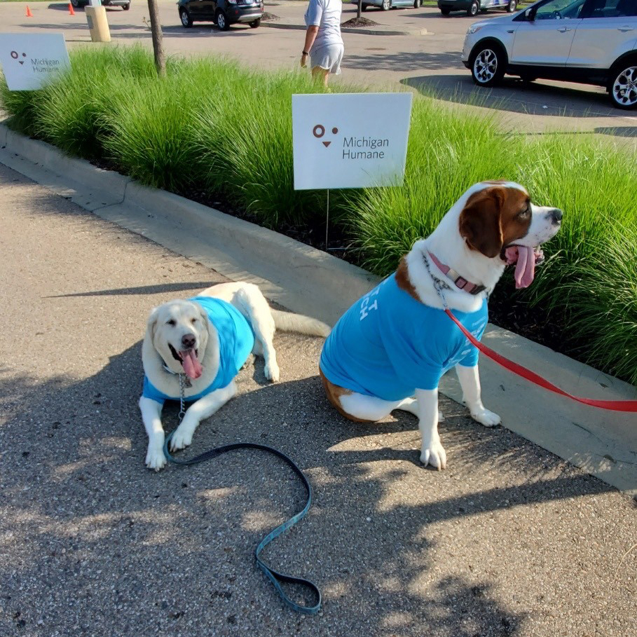 mhumane's tweet photo. We're having fun during the 2020 Virtual #MuttMarch. How's your walk going? Make sure to keep you and your dogs hydrated. Share your photos using #TeamMuttMarch. @SellersSubaru https://t.co/UyraNSiSok