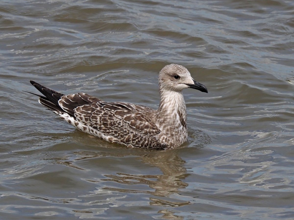 nixcat72's tweet photo. Juvenile yellow-legged gull versus juvenile herring gull? I think.... #gullID https://t.co/3pWZ8gF6Mx