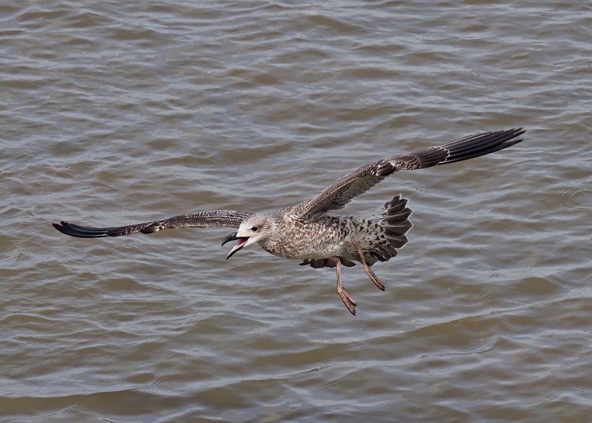 nixcat72's tweet photo. I never thought I'd say this but gulls are really quite interesting so please prepare yourself for some gull photos! If I remember correctly this is a juvenile yellow-legged gull? Fascinating to watch them this afternoon &amp; now quite possibly one of my favourites #gullid #bexley https://t.co/u7ouAY1KOX
