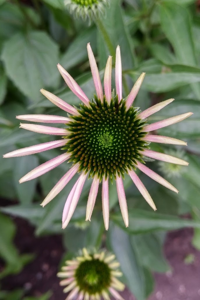 anetto's tweet photo. Day 132 and another heat warning. Luckily there's a little group of back-up flowers. Walking during #COVIDlife takes a commitment. https://t.co/VrHjevEP5W