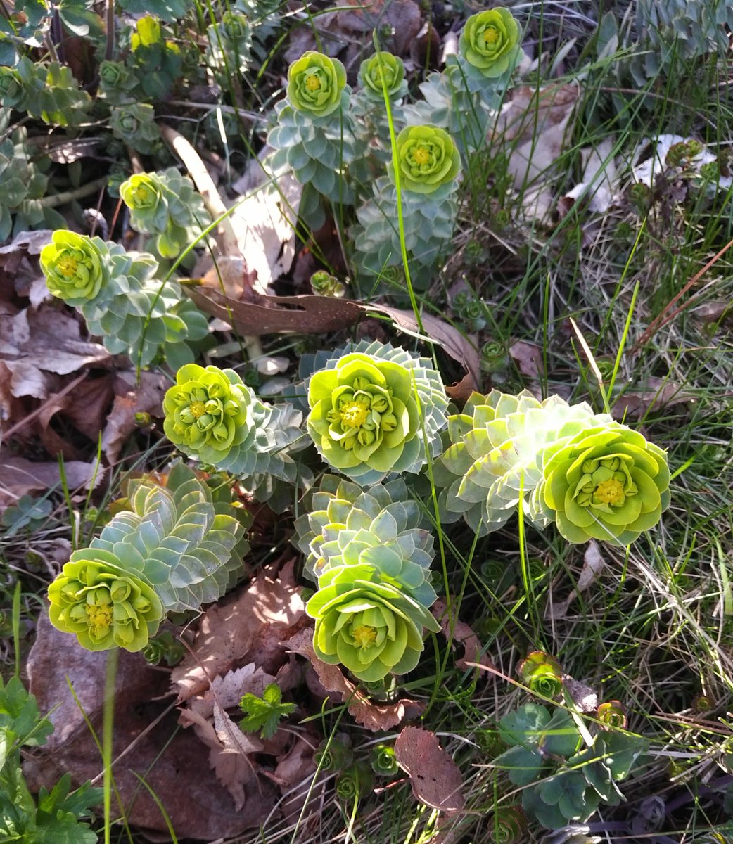 anetto's tweet photo. Day 132 and another heat warning. Luckily there's a little group of back-up flowers. Walking during #COVIDlife takes a commitment. https://t.co/VrHjevEP5W