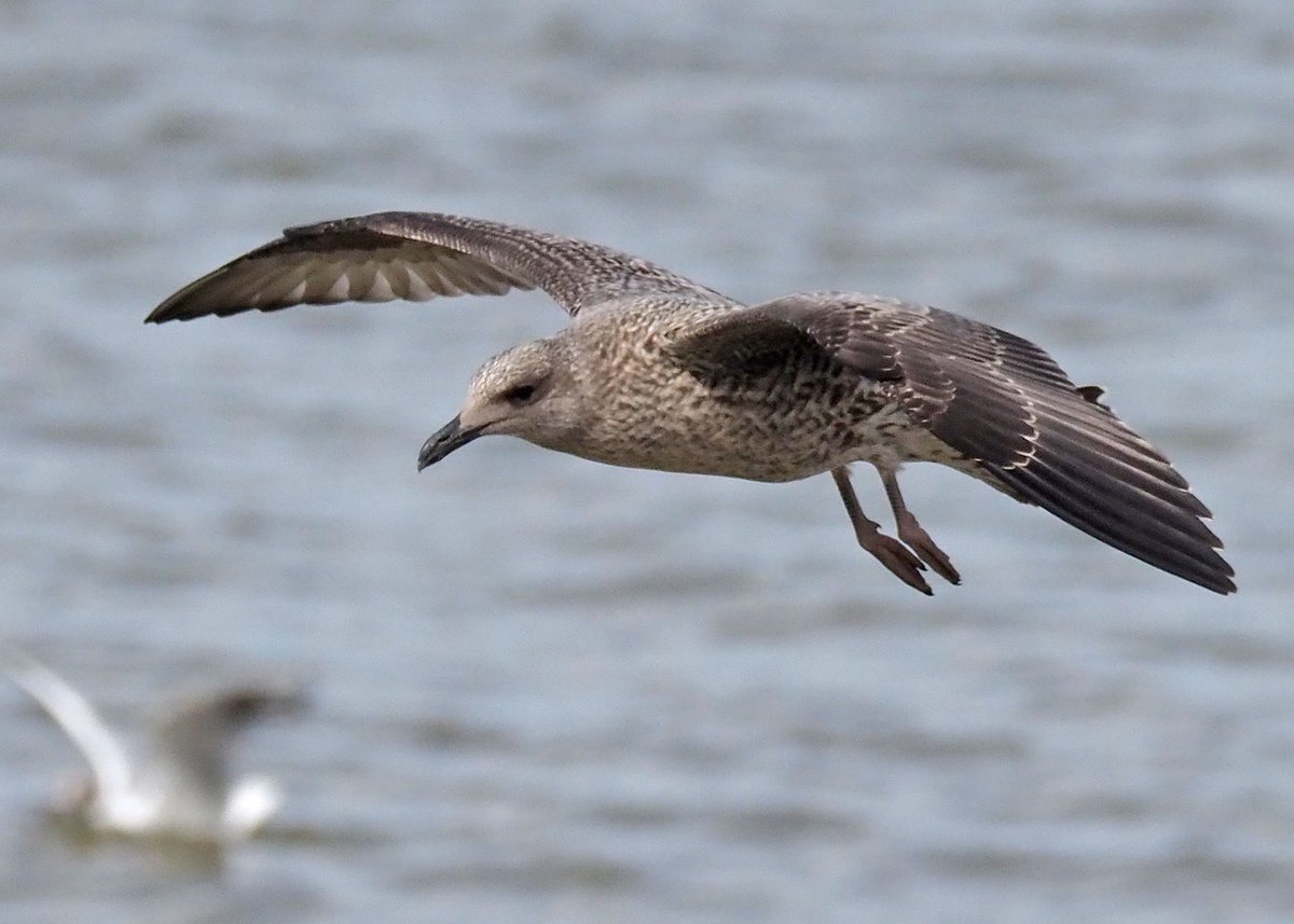 nixcat72's tweet photo. Juvenile yellow-legged gull versus juvenile herring gull? I think.... #gullID https://t.co/3pWZ8gF6Mx
