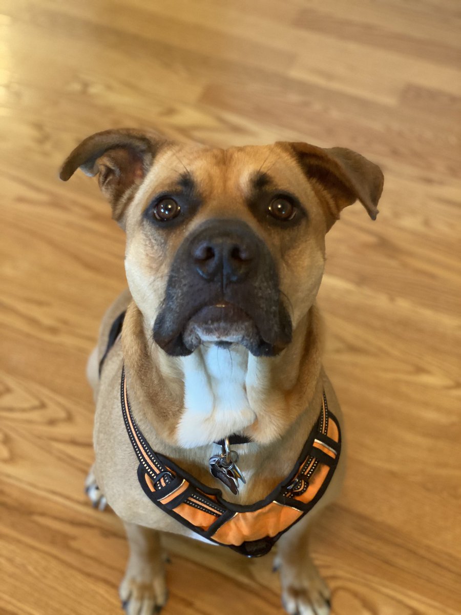 _bridgetbradley's tweet photo. This precious angel 😍🐶🥰 https://t.co/kAexINoznU