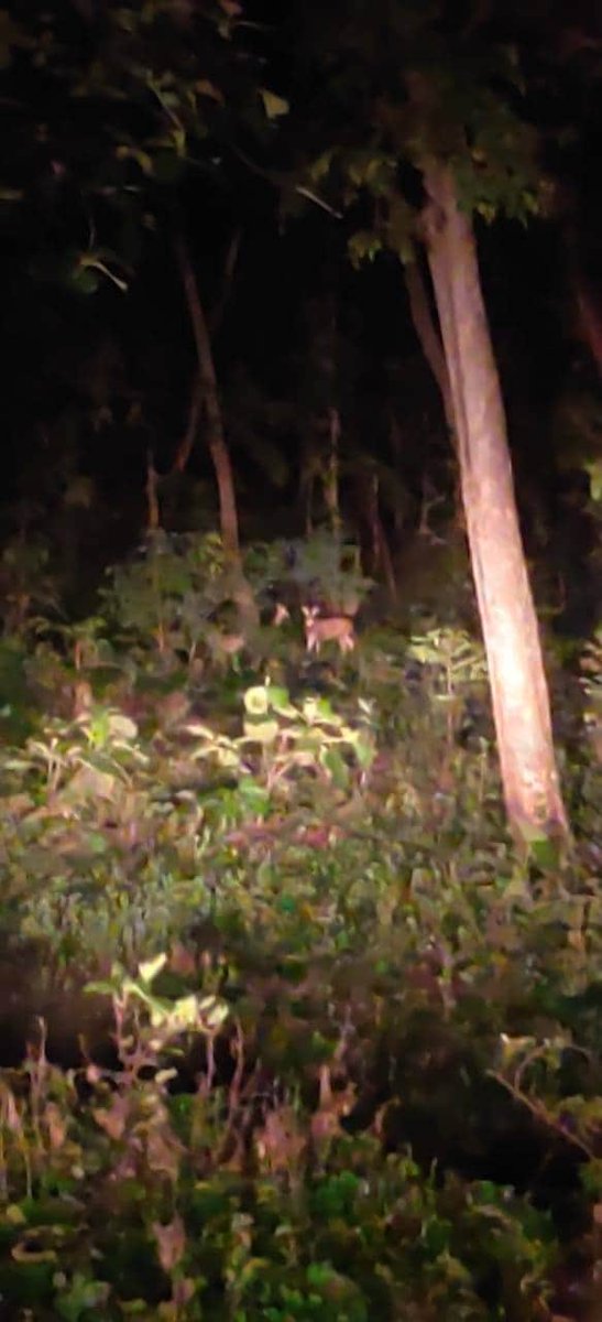 Balaghat123's tweet photo. Barking Deer कोटरी ka jhund
#DangerRoad
#BalaghatLive
#nightmood https://t.co/hjAyTS4Eob
