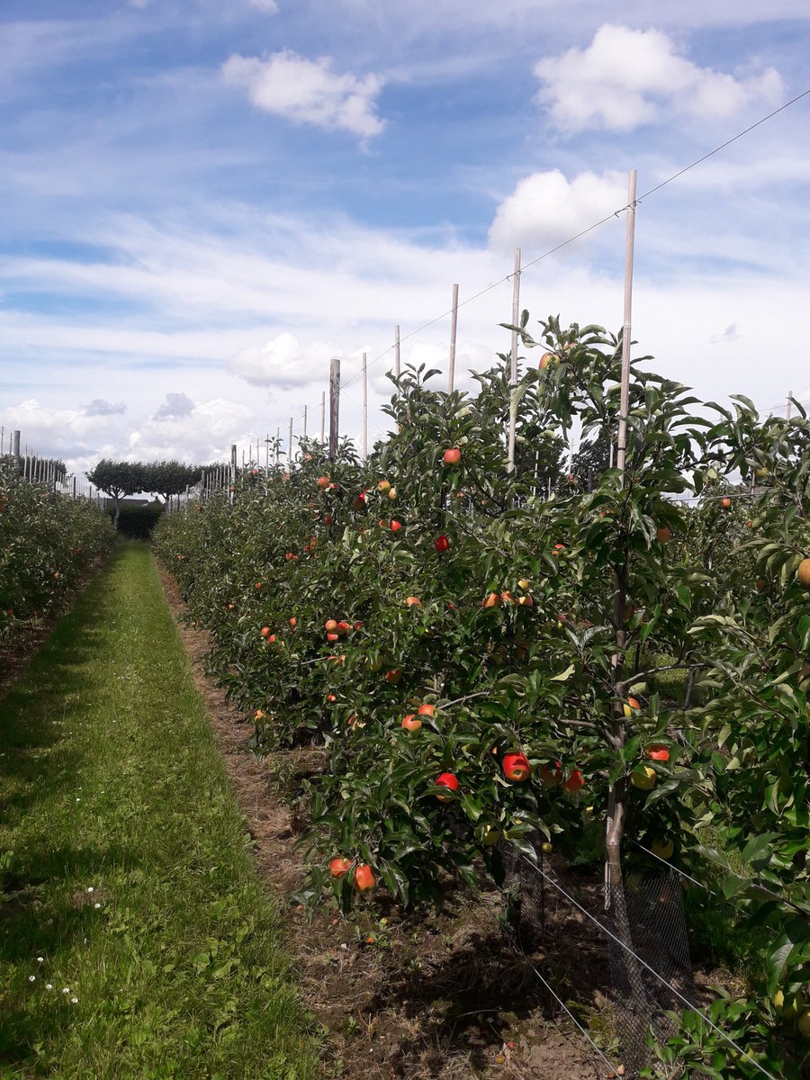 jolroks's tweet photo. #Hollandse nieuwe !!!
Frisse verleiding Delcorf
https://t.co/TWchVbIve2 https://t.co/3ScrpxMBF7