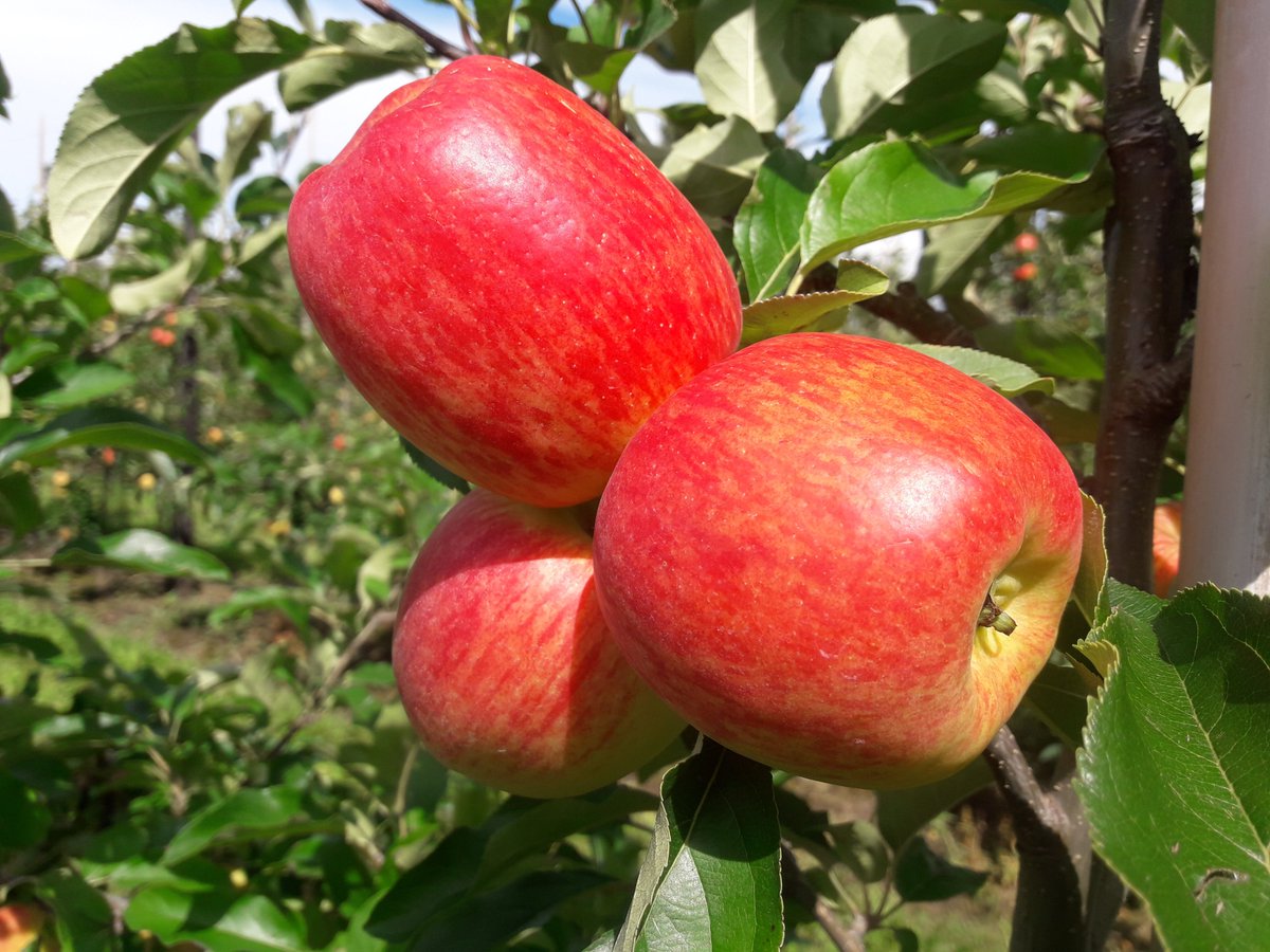 jolroks's tweet photo. #Hollandse nieuwe !!!
Frisse verleiding Delcorf
https://t.co/TWchVbIve2 https://t.co/3ScrpxMBF7