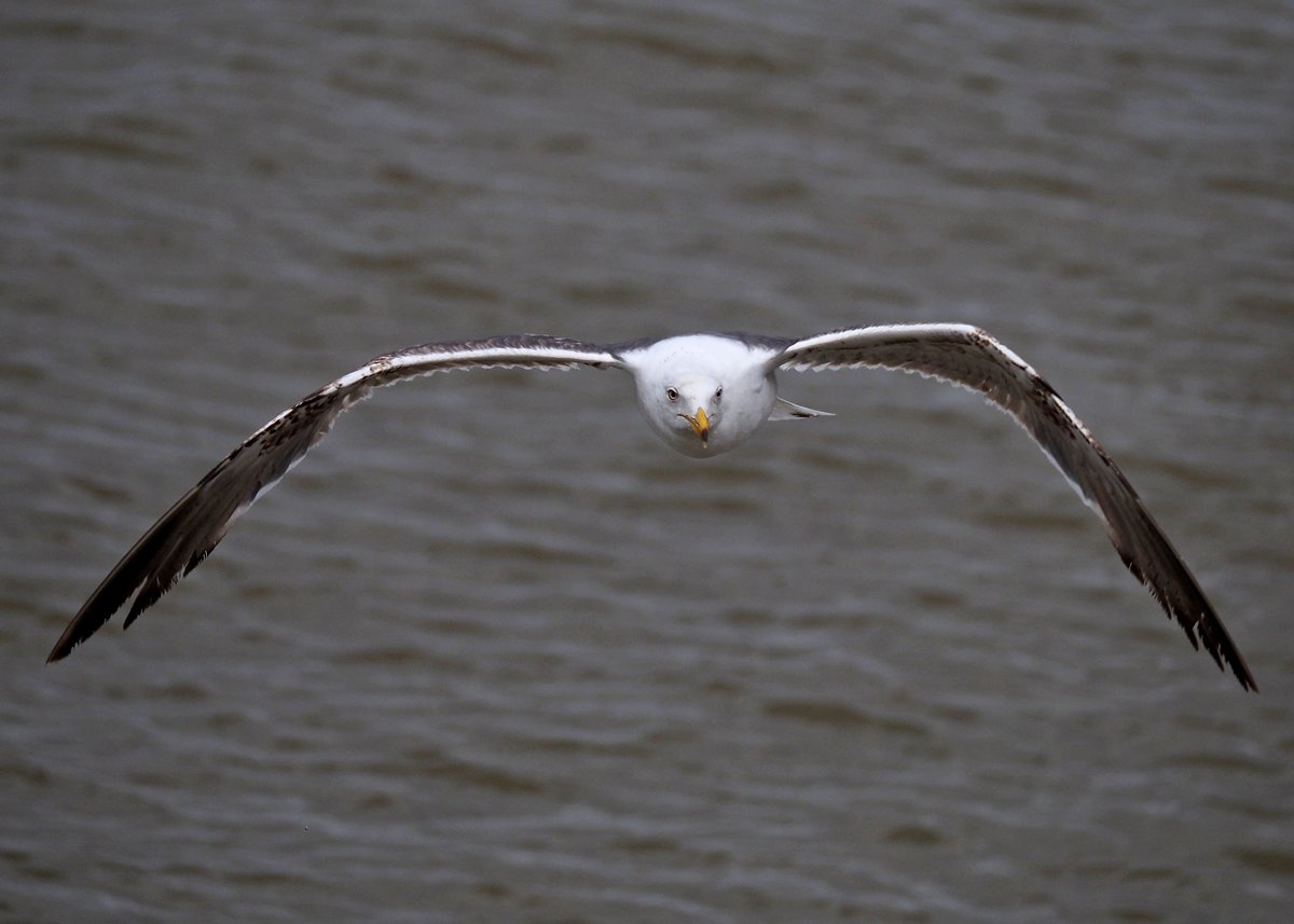 nixcat72's tweet photo. Quite liked this one - looks almost majestic coming straight at me. Again not sure if juvenile Lesser Black-backed gull? #gullid https://t.co/HFcPYGFhva