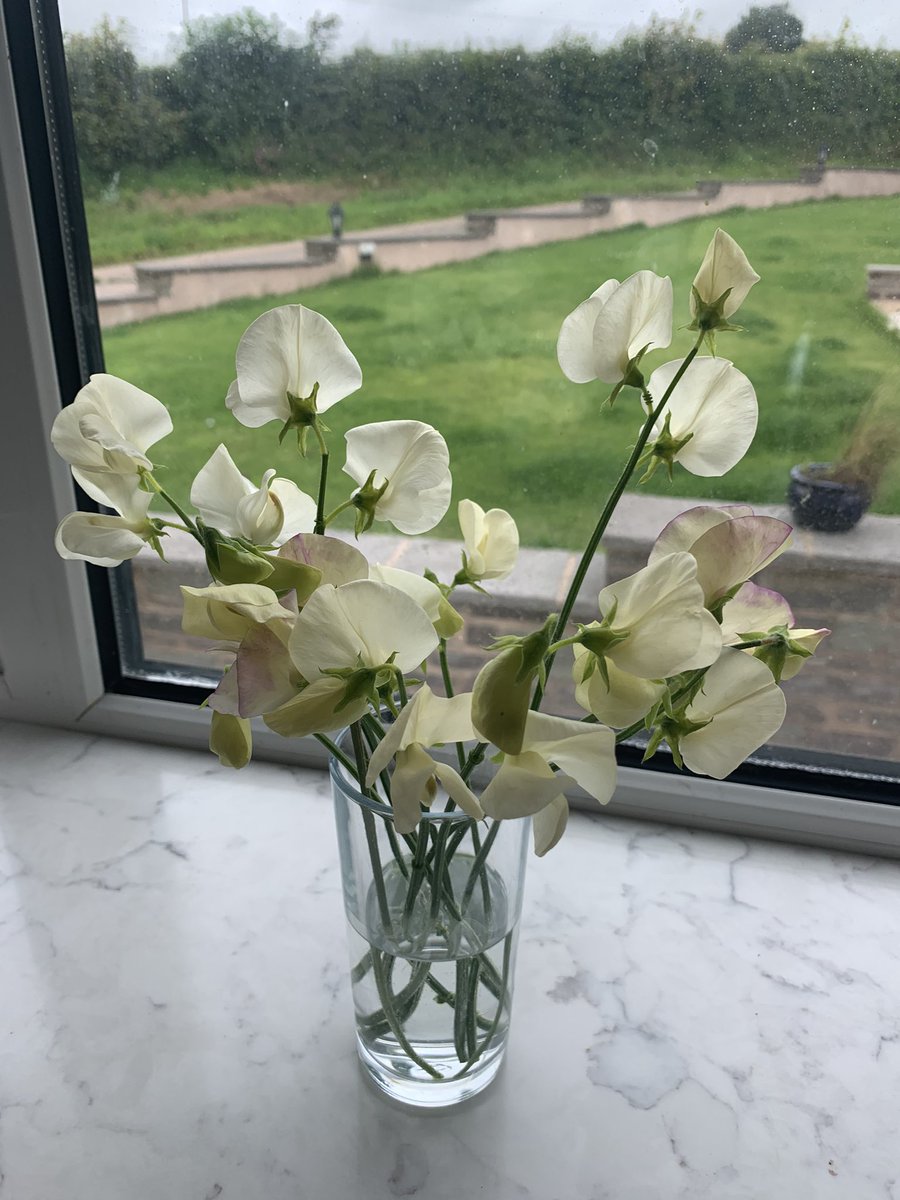 Sweetpeas flowering at last <a href="/sweetpeasociety/">Sweet Pea Society</a>