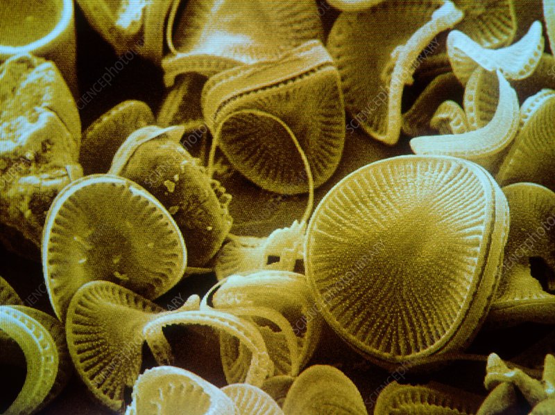 22. DiatomsWhat the hell? These exist? And they're ALIVE? And they're plants that are EVERYWHERE?Diatoms! What the hell!!