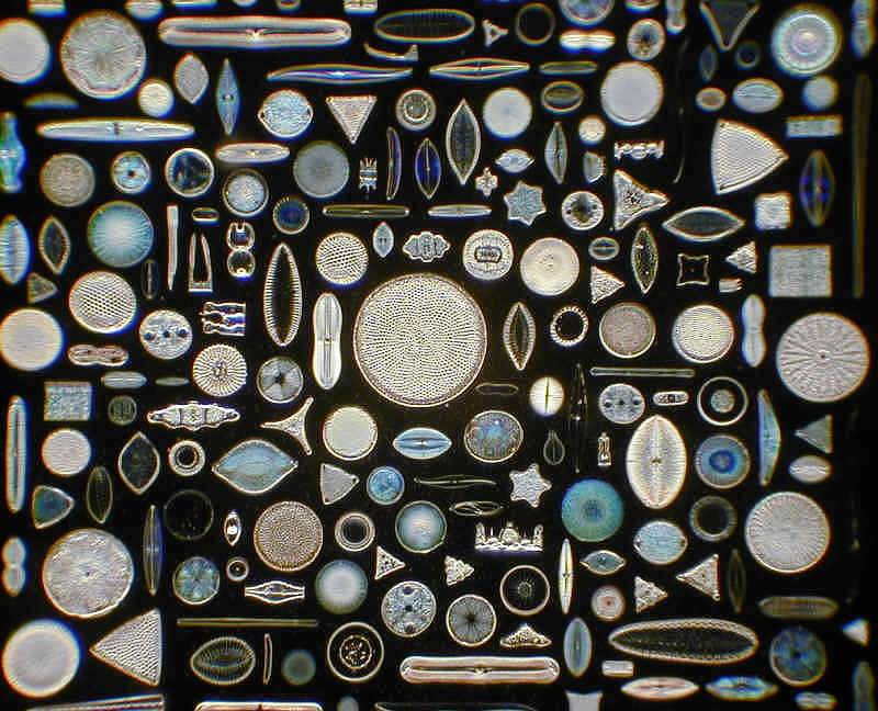 22. DiatomsWhat the hell? These exist? And they're ALIVE? And they're plants that are EVERYWHERE?Diatoms! What the hell!!