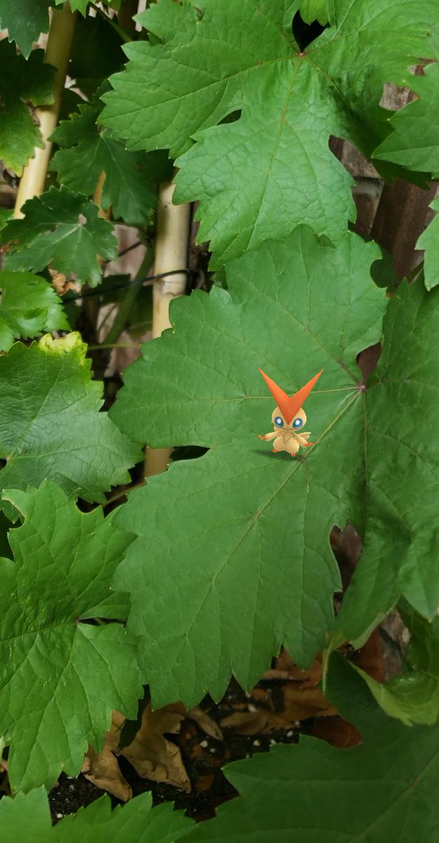 ChaoticCheMissG's tweet photo. #PokemonGOFest2020 https://t.co/qkHzmCRHy4