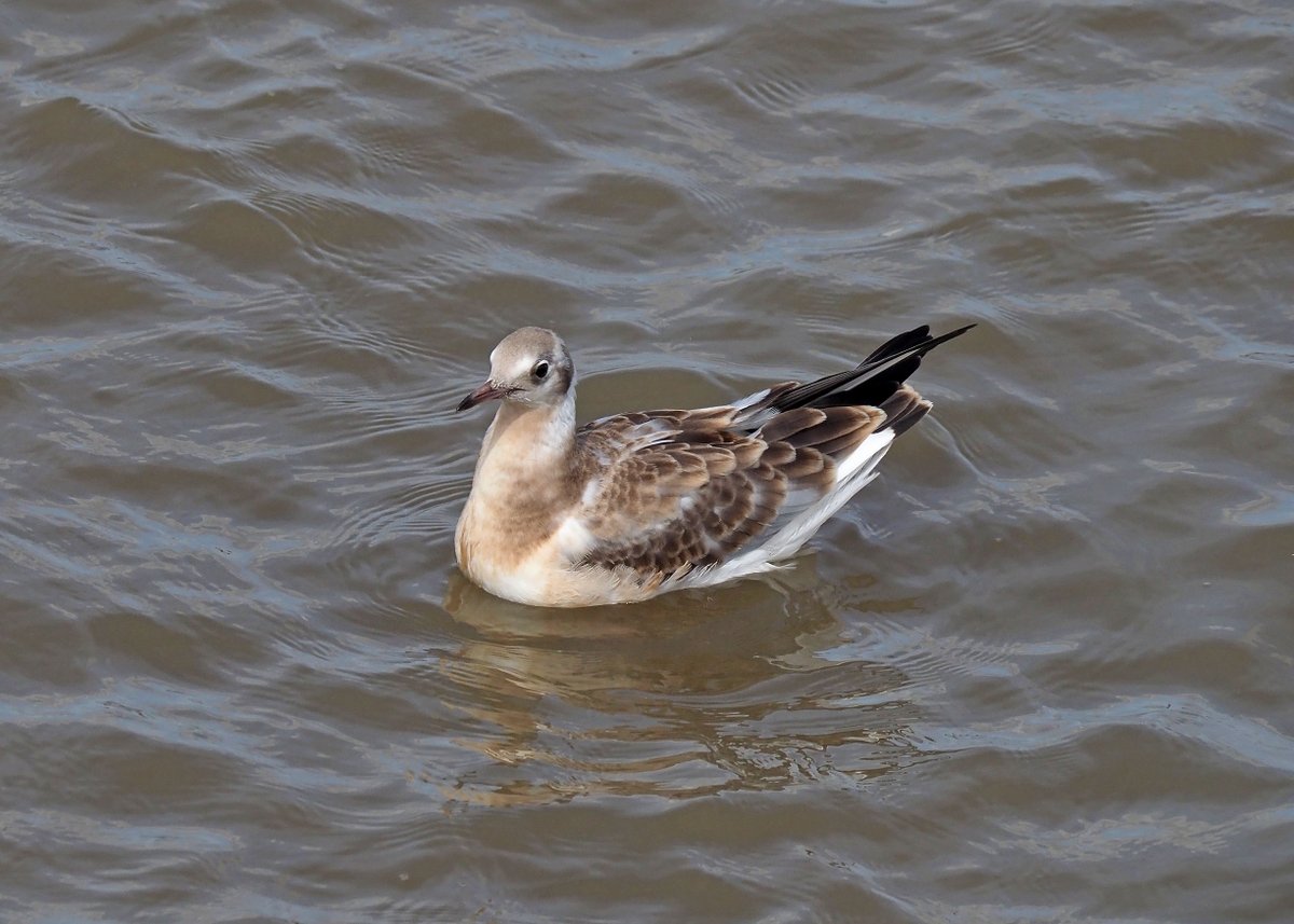 nixcat72's tweet photo. Final gull photo (for now!) juvenile common gull versus juvenile black-headed gull (lovely colours)... again I think! #gullid #gulls #needmorepractice https://t.co/wx5d64v1K5