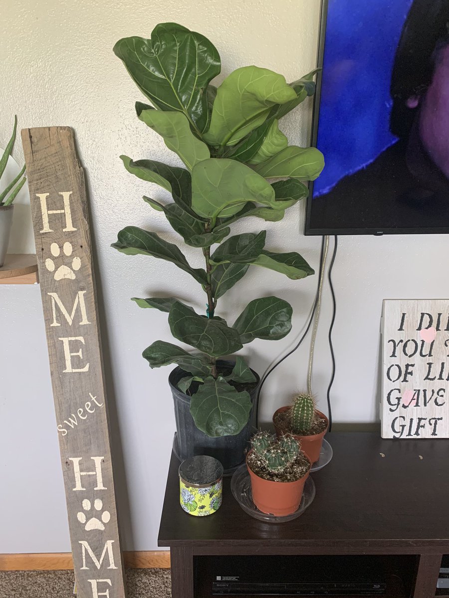 ItsMaddyyyyyyyy's tweet photo. Welcome to the family you sexy bitches! Now just to get you new pots and you’ll be perf!😍 #NewHousePlants #FiddleFig #Cacti https://t.co/vdXYtWdvH6
