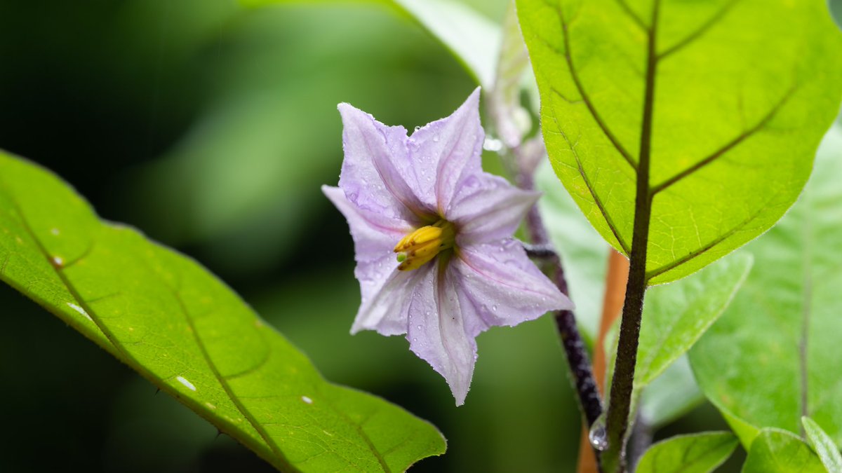 Takao On Twitter ナス ナスの花 が咲いていました インド原産 世界中で栽培されています 日本には7 8世紀に伝わったそうです ナス科には重要な野菜が多く トマト ジャガイモ ピーマン ホウズキ タバコなどがあります 花言葉は 希望