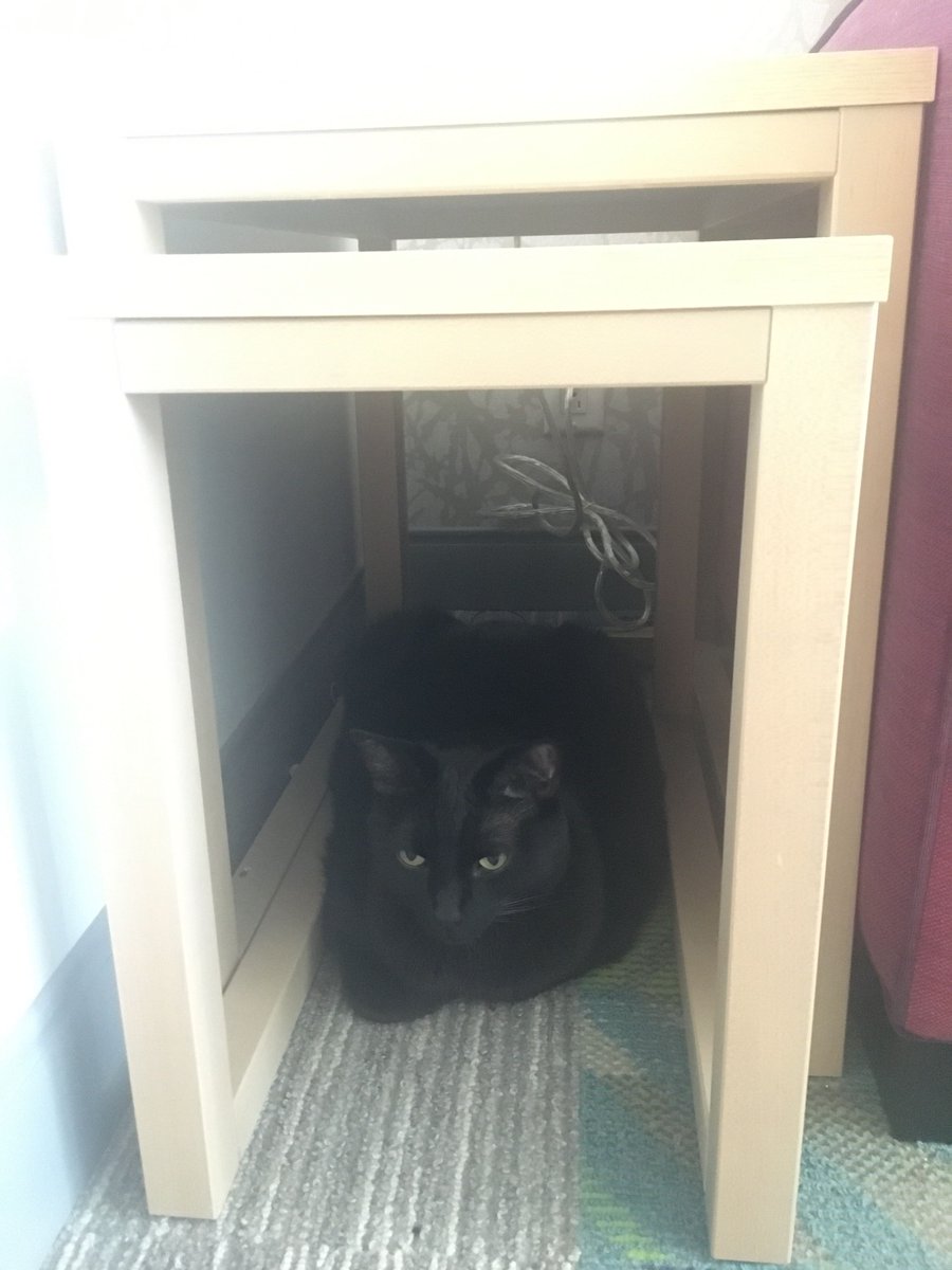 WednesdayAndNik's tweet photo. Where could Nikolai be? Here I am! 🐾😹🖤 #HotelVibes #HotelLife #Mousekeeping #Hotels #CatsOfTwitter #BlackCatsOfTwitter #BlackCats #PanfurSquad #HideAndSeek #SundayFunday #SundayVibes #SundayMood #SundayThoughts #RescueCats #TravelingCats #RoadTrip #HousePanther #CantSeeMe https://t.co/FNVavxUF6A