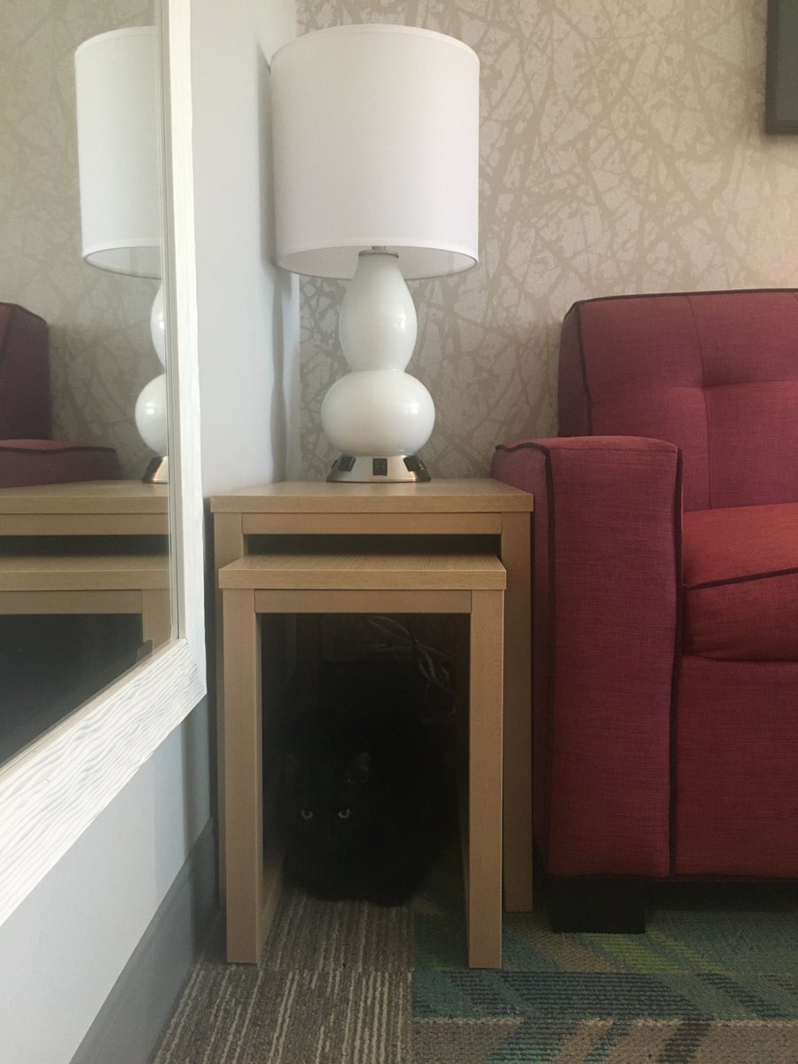 WednesdayAndNik's tweet photo. Where could Nikolai be? Here I am! 🐾😹🖤 #HotelVibes #HotelLife #Mousekeeping #Hotels #CatsOfTwitter #BlackCatsOfTwitter #BlackCats #PanfurSquad #HideAndSeek #SundayFunday #SundayVibes #SundayMood #SundayThoughts #RescueCats #TravelingCats #RoadTrip #HousePanther #CantSeeMe https://t.co/FNVavxUF6A
