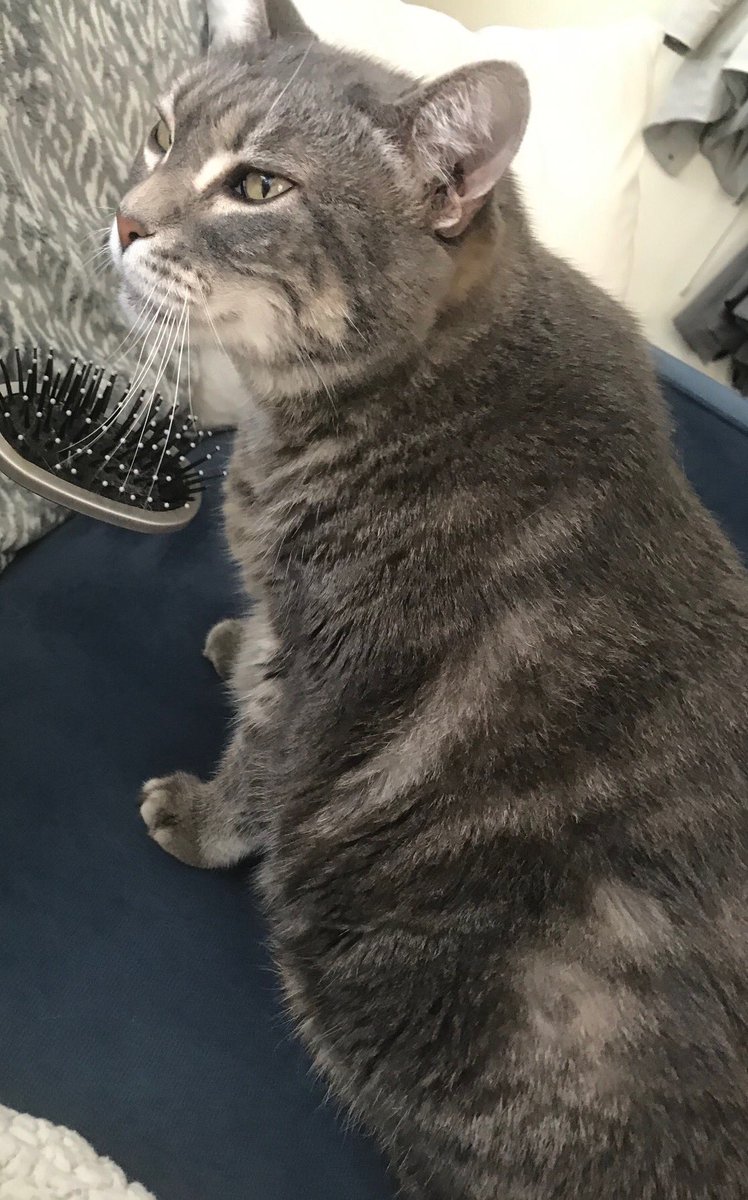 CatConnectionLA's tweet photo. Carlos and Ella sweet and friendly 15 year old #DECLAWS Carlos and Ella together are a “cuddle team.” They need a new “retirement home” where they will receive lots of attention, contact Emily: chitahtree@gmail.com or 310.663.1472 https://t.co/3MbgECJR5C