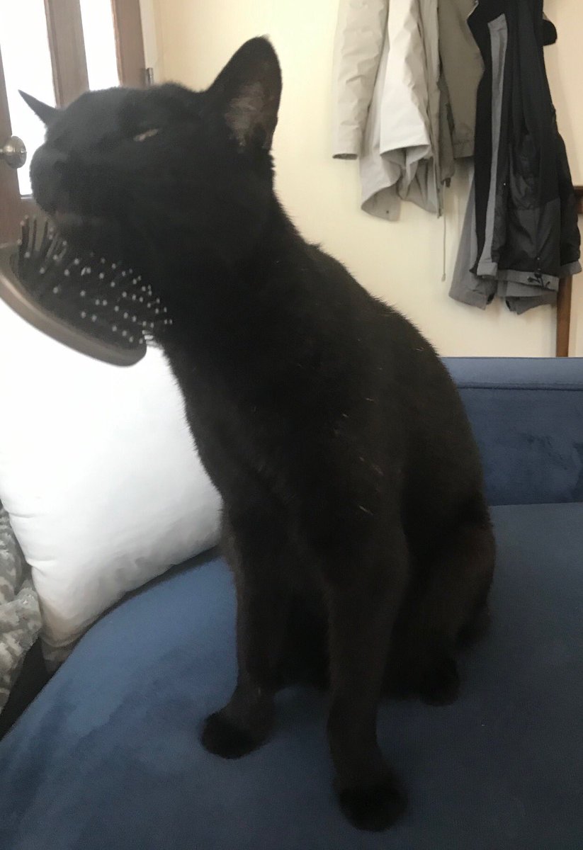 CatConnectionLA's tweet photo. Carlos and Ella sweet and friendly 15 year old #DECLAWS Carlos and Ella together are a “cuddle team.” They need a new “retirement home” where they will receive lots of attention, contact Emily: chitahtree@gmail.com or 310.663.1472 https://t.co/3MbgECJR5C
