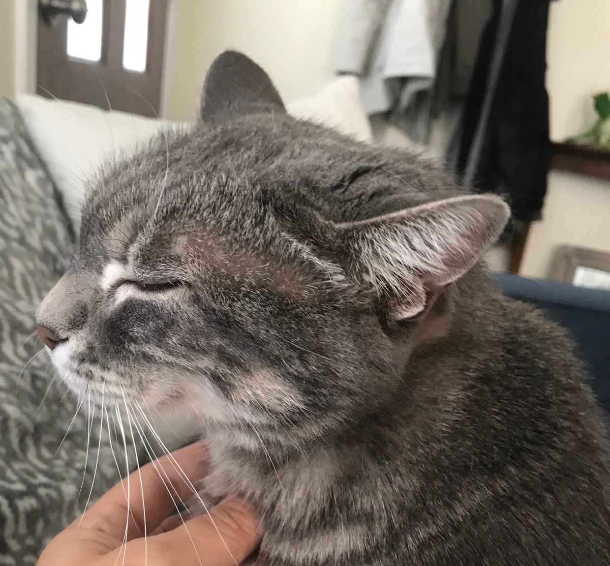 CatConnectionLA's tweet photo. Carlos and Ella sweet and friendly 15 year old #DECLAWS Carlos and Ella together are a “cuddle team.” They need a new “retirement home” where they will receive lots of attention, contact Emily: chitahtree@gmail.com or 310.663.1472 https://t.co/3MbgECJR5C