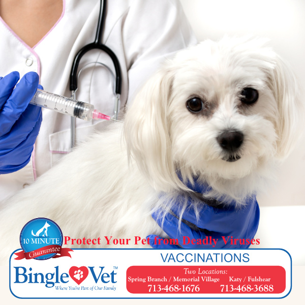 BingleVet's tweet photo. Vaccinations keep both your pets and your family safe from spreading diseases.  #PetVaccines #PreventativeCare #Wellness #Houston 
https://t.co/U3pzoLiF1z https://t.co/GI3Kr9CPHZ