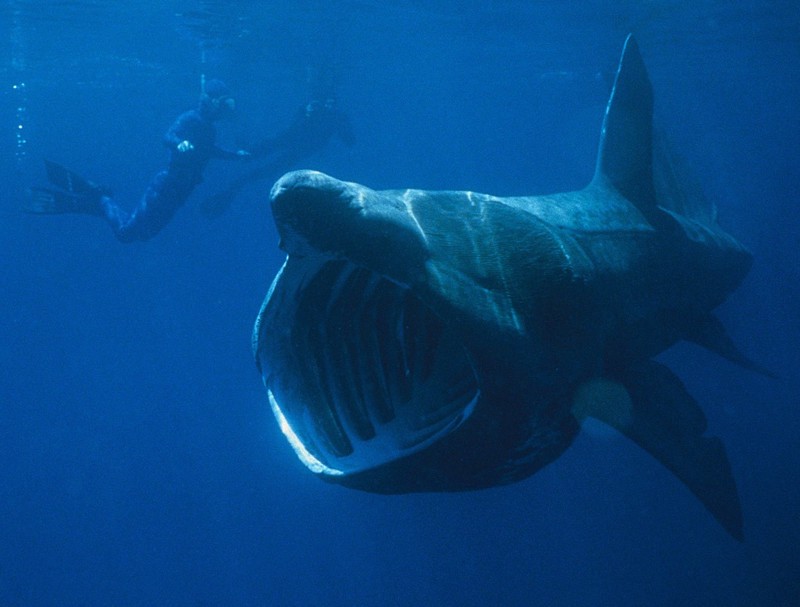 SoyDeusman's tweet photo. El extraordinario Megamouth es una especie de tiburón de aguas profundas. Descubierto en 1976, el tiburón Megamouth es una especie extremadamente rara. Solo se han visto 60 de ellos. 🐟#Misterio #Curiosidades #mar #animales https://t.co/vVRY6NQIix