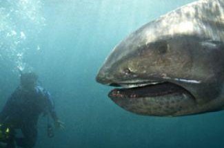 SoyDeusman's tweet photo. El extraordinario Megamouth es una especie de tiburón de aguas profundas. Descubierto en 1976, el tiburón Megamouth es una especie extremadamente rara. Solo se han visto 60 de ellos. 🐟#Misterio #Curiosidades #mar #animales https://t.co/vVRY6NQIix