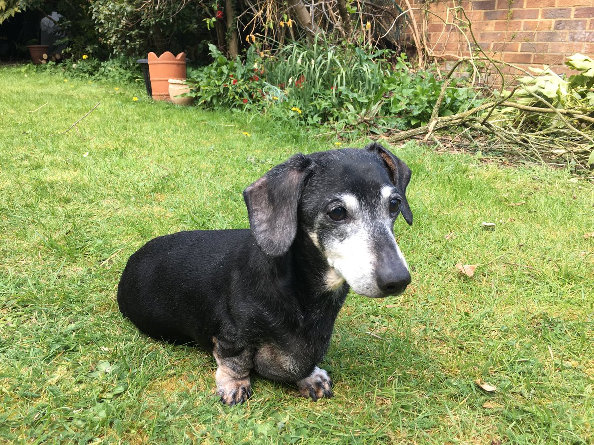 _sausagedog's tweet photo. Heartbroken. My little friend went to sleep in my arms today. Nearly 16 years together 💔 sleep well little mate, I’ll never forget you xx https://t.co/pIH3f0YD6Q