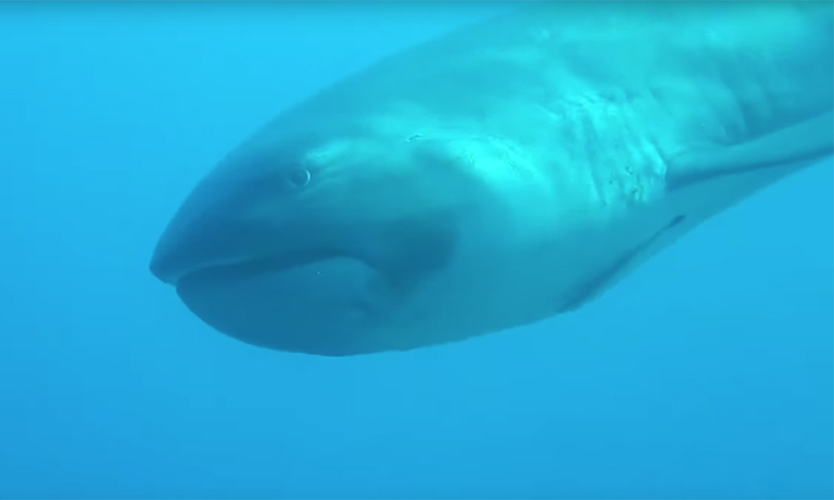 SoyDeusman's tweet photo. El extraordinario Megamouth es una especie de tiburón de aguas profundas. Descubierto en 1976, el tiburón Megamouth es una especie extremadamente rara. Solo se han visto 60 de ellos. 🐟#Misterio #Curiosidades #mar #animales https://t.co/vVRY6NQIix