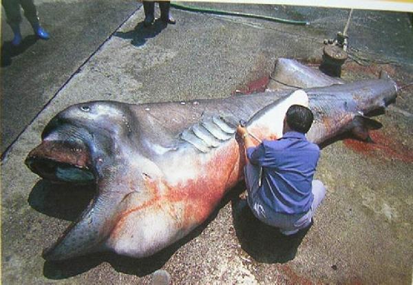 SoyDeusman's tweet photo. El extraordinario Megamouth es una especie de tiburón de aguas profundas. Descubierto en 1976, el tiburón Megamouth es una especie extremadamente rara. Solo se han visto 60 de ellos. 🐟#Misterio #Curiosidades #mar #animales https://t.co/vVRY6NQIix