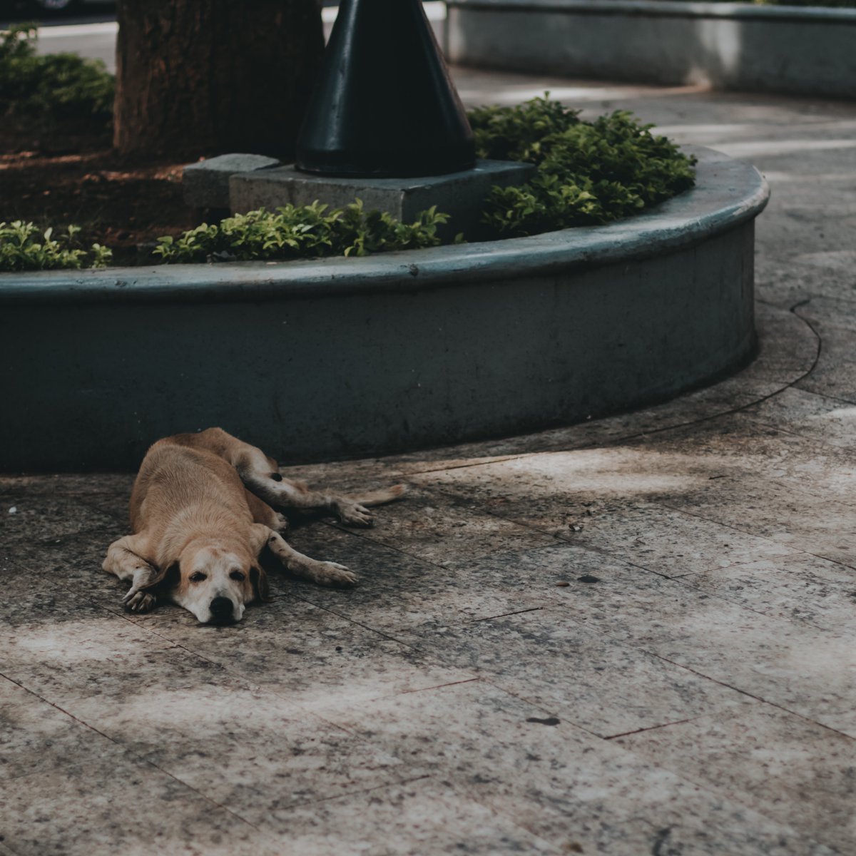 We hope you're spending your Sunday relaxing like this. 🐶