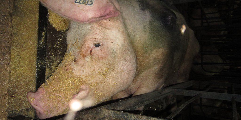 MercyForAnimals's tweet photo. There is only one word for this: despair. https://t.co/tCpK0lqmaO