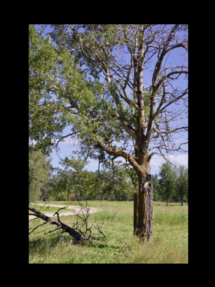 messca's tweet photo. Nothing But A Tree  ....  #NaturesCreation #Majestic #Beautiful #ForAllToSee #ElkIslandPark #Alberta #Canada 🇨🇦🇨🇦 https://t.co/I0iqpuYjIr