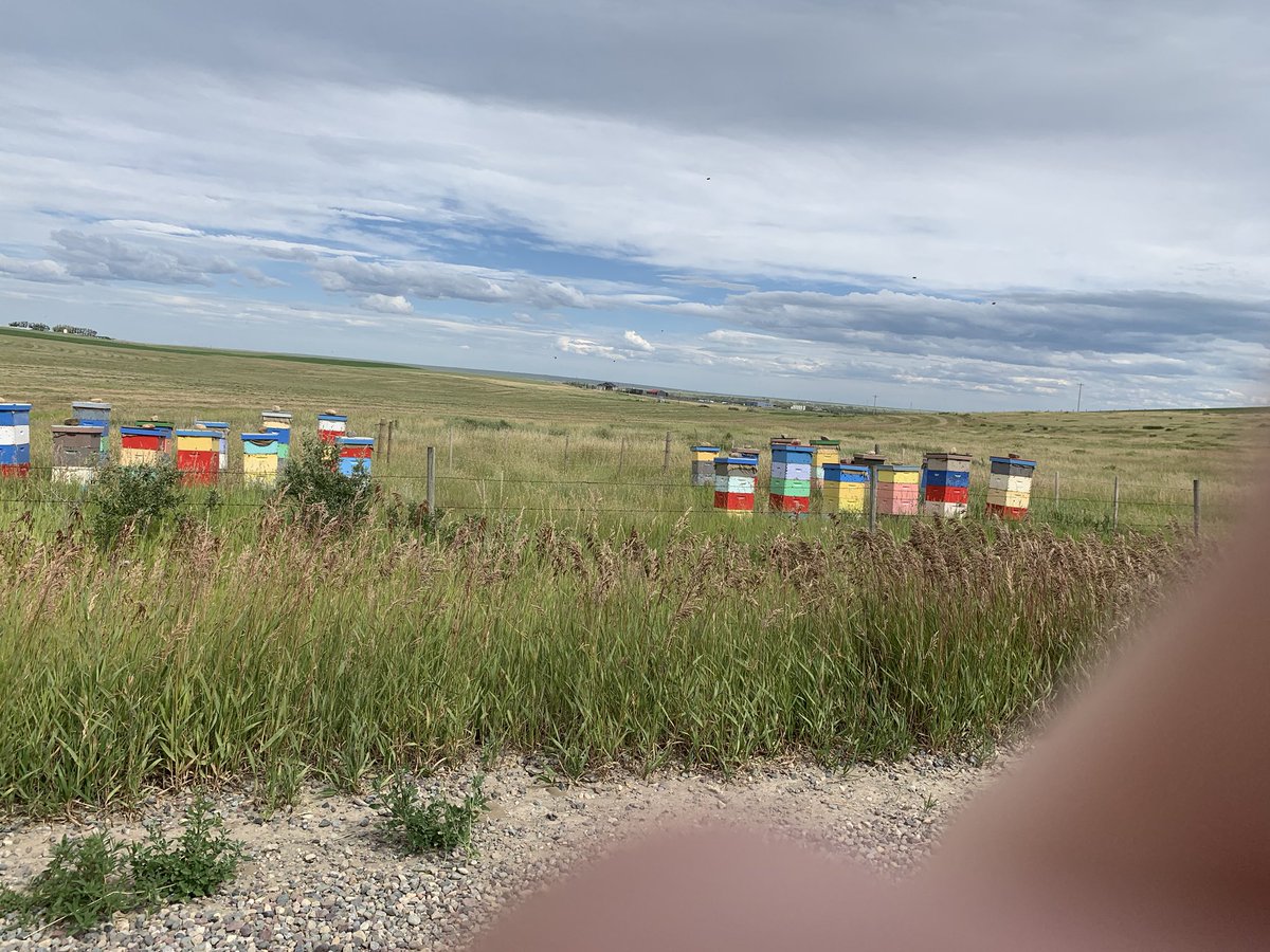 FoodStrategies's tweet image. We are looking forward to Alberta on the Plate Aug 7-16th. Tasty local menus from restaurants dotted around AB/ proud to serve local ingredients. One of our partners this year is Honey. DYK that the long summer nights produces world class honey- not to mention some awesome mead