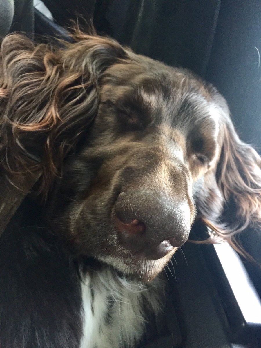 gruffyglp's tweet photo. Snoozy boy 😴 #germanlonghairedpointer #dogs #dogsoftwitter #gruffyglp #gundog #deutschlanghaar #lovemydog https://t.co/gwyVzG5qDM