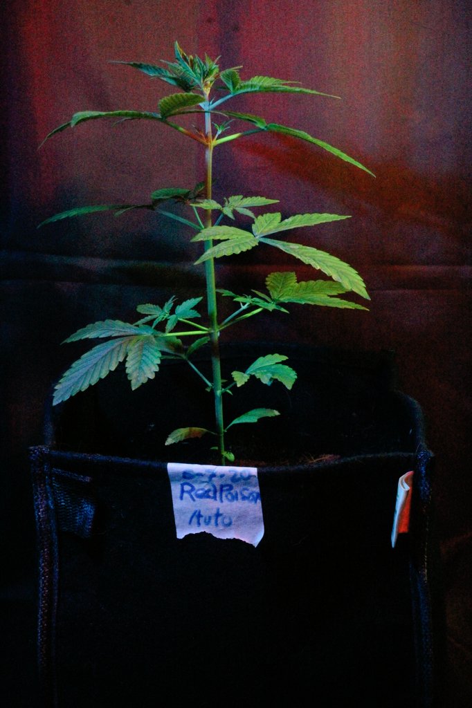 Greenseedtests's tweet photo. #Red_Poison_Auto de @sweetseeds_es hoy cumple 21 días, mide más de 30 cm y aún espero el estirón del comienzo de la floración, está frondosa, sana y alegre, una maravilla de variedad, mejor imposible, tengo la corazonada que está planta va a ser un 10!! Que guapa 💯 https://t.co/RbP5dslbm9