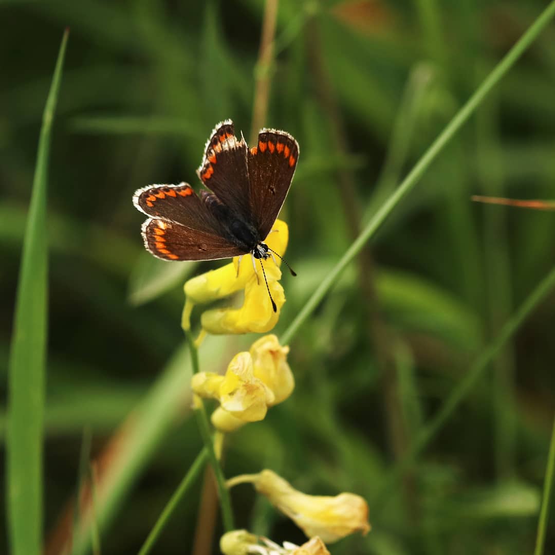 deborahjvass's tweet photo. An afternoon of butterflies @savebutterflies #365DaysWild #ButterflyDays https://t.co/NSXMgvkxz0