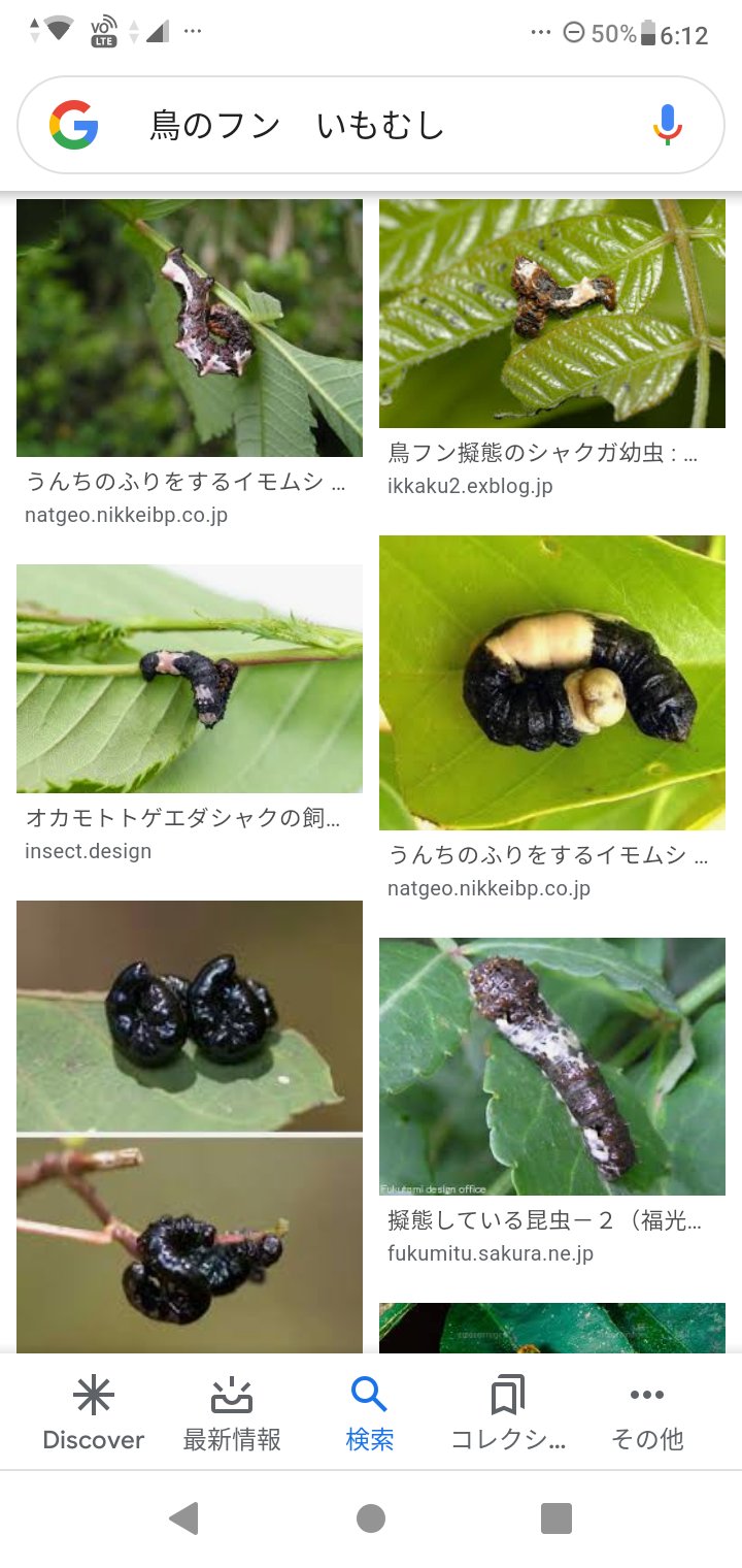 Puipuiメジャイ臆病番長 Kusonabi クロアゲハのいもむしほんと好き 確かに言われてみれば グッチとかにあってもおかしくない Twitter