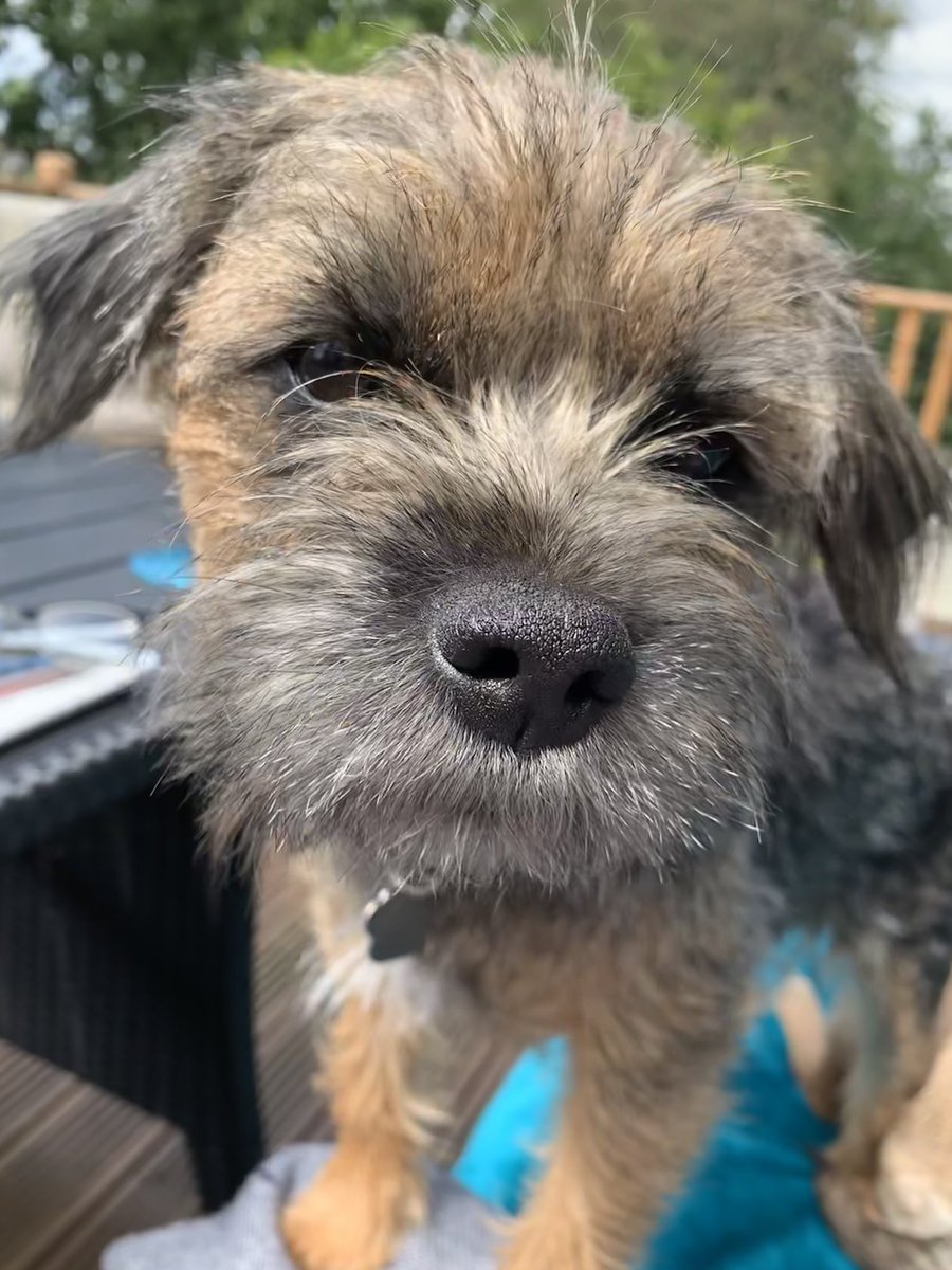 BorderRabble's tweet photo. Apparently this position made it difficult to read the paper...pfft...Daisy thought the view was perfick!! 💕🐾 #BTPosse #borderrabble https://t.co/oDxbbX3LUx
