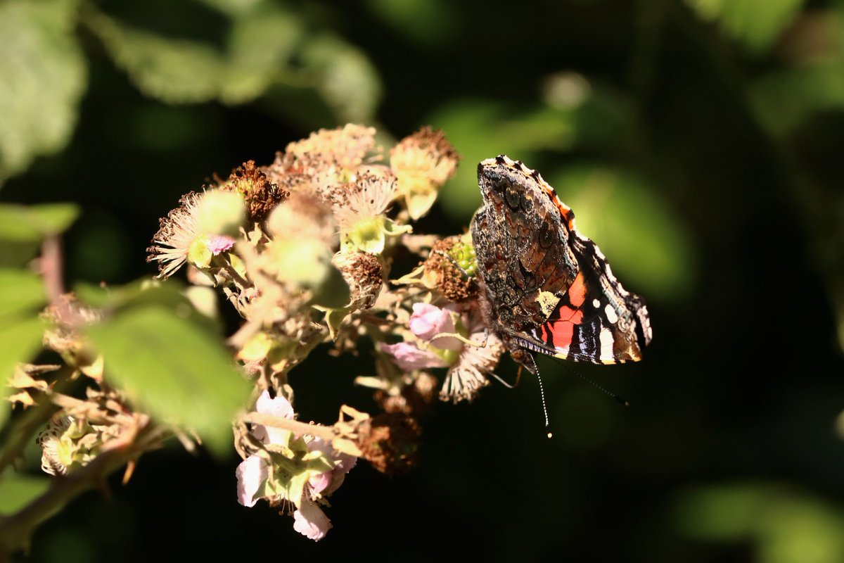 deborahjvass's tweet photo. An afternoon of butterflies @savebutterflies #365DaysWild #ButterflyDays https://t.co/NSXMgvkxz0