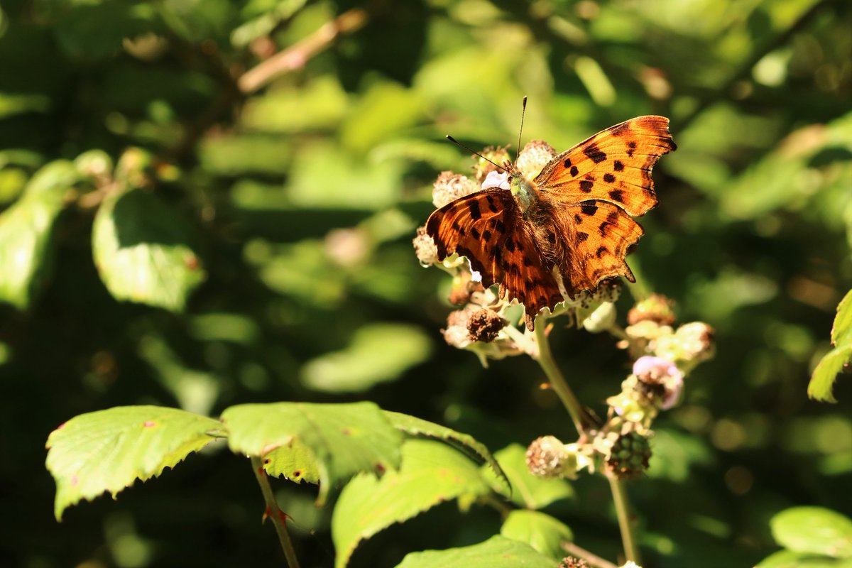 deborahjvass's tweet photo. An afternoon of butterflies @savebutterflies #365DaysWild #ButterflyDays https://t.co/NSXMgvkxz0
