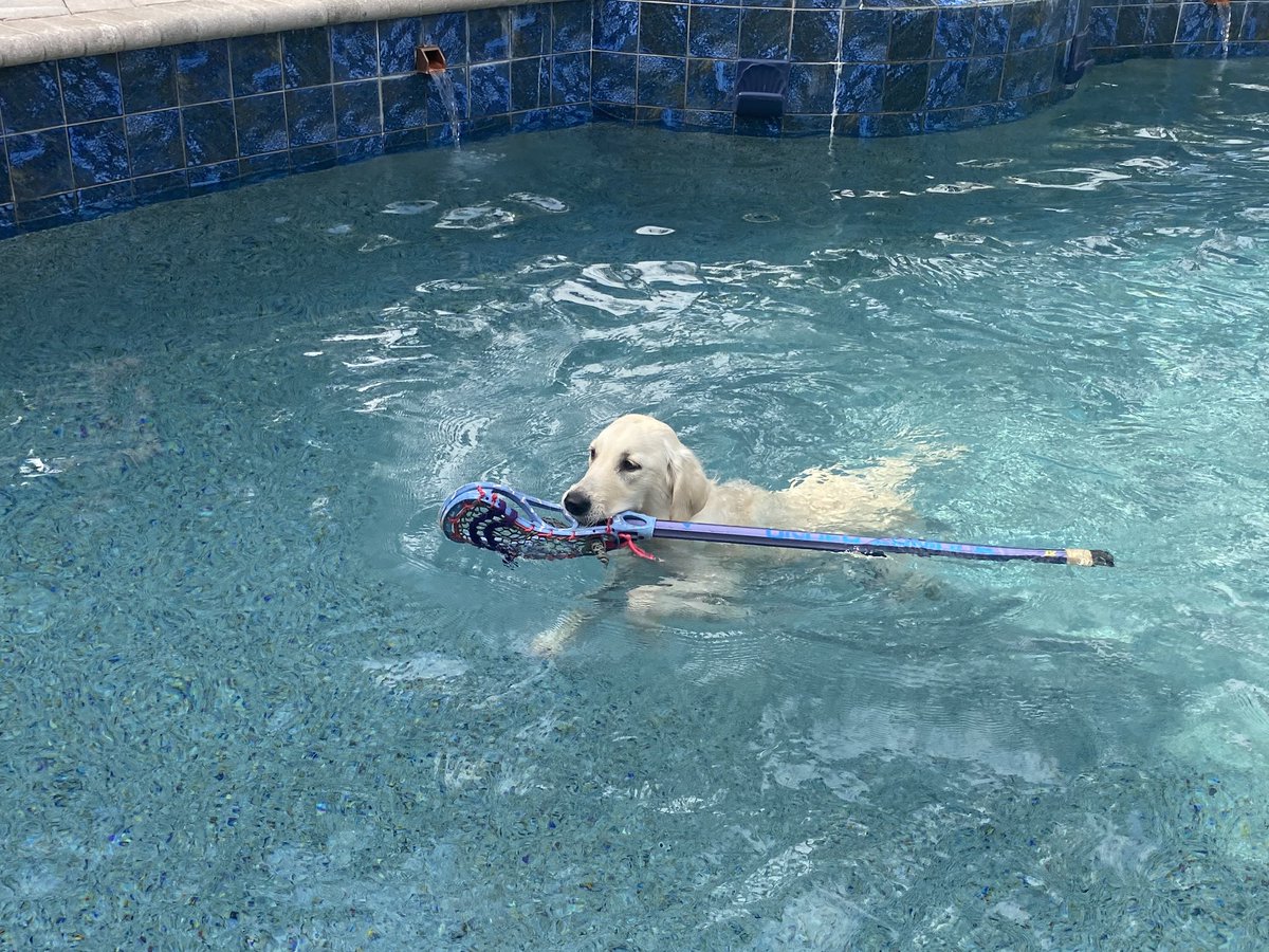 pmrasmus's tweet photo. Daisy is cheering for her favorite @PLLWaterdogs and former @Towson_MLAX #22 @ChefBoy_RD_ Go Dawgs and Go Tigers! #PLLWATCHParty https://t.co/VU9phtt0qh