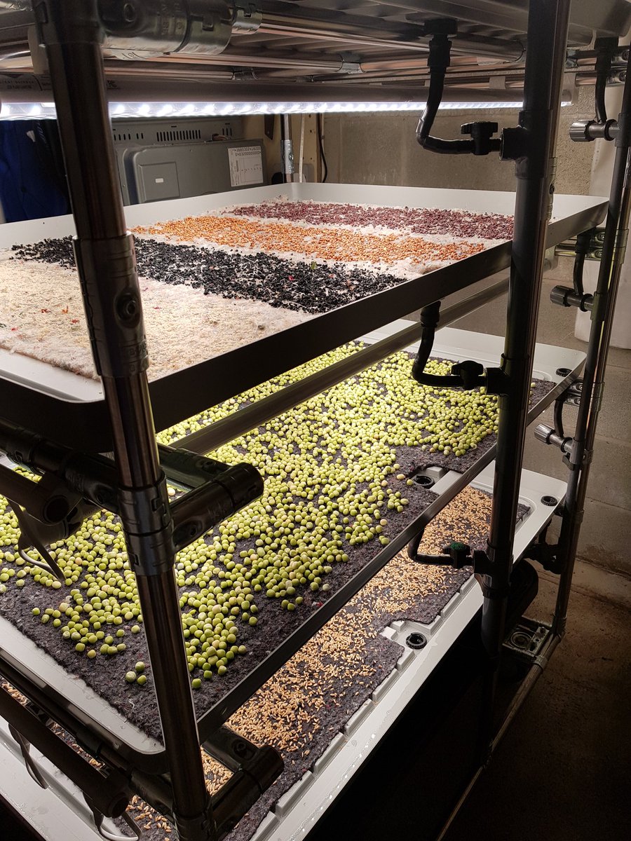 MenterMon's tweet photo. Going up a notch with trial work at our @Techtyfu growing unit.

Doing is learning.

#TechTyfu

Any interest in a livestream from here in about 10 days? https://t.co/Dk6TuwqAV7