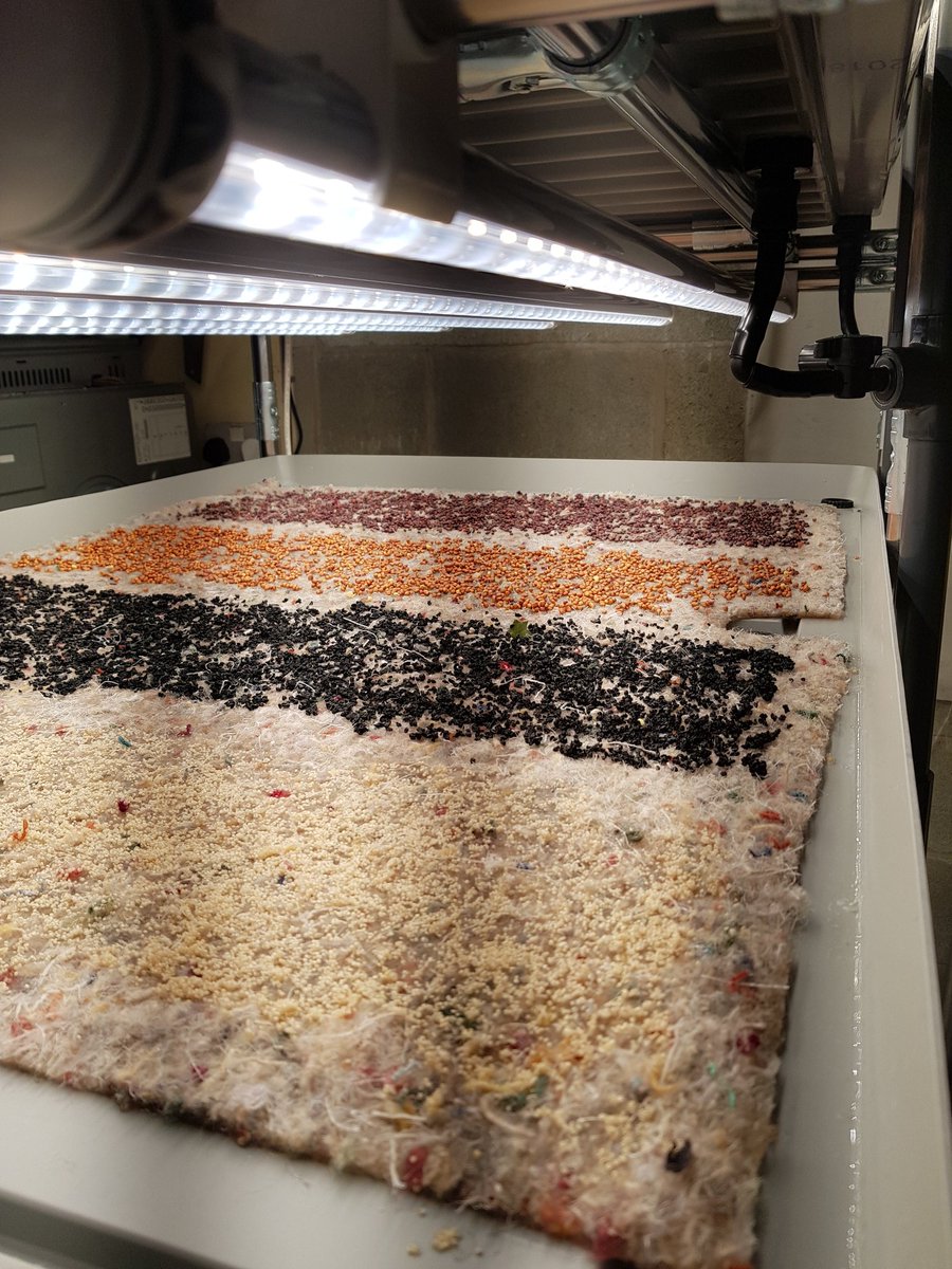 MenterMon's tweet photo. Going up a notch with trial work at our @Techtyfu growing unit.

Doing is learning.

#TechTyfu

Any interest in a livestream from here in about 10 days? https://t.co/Dk6TuwqAV7