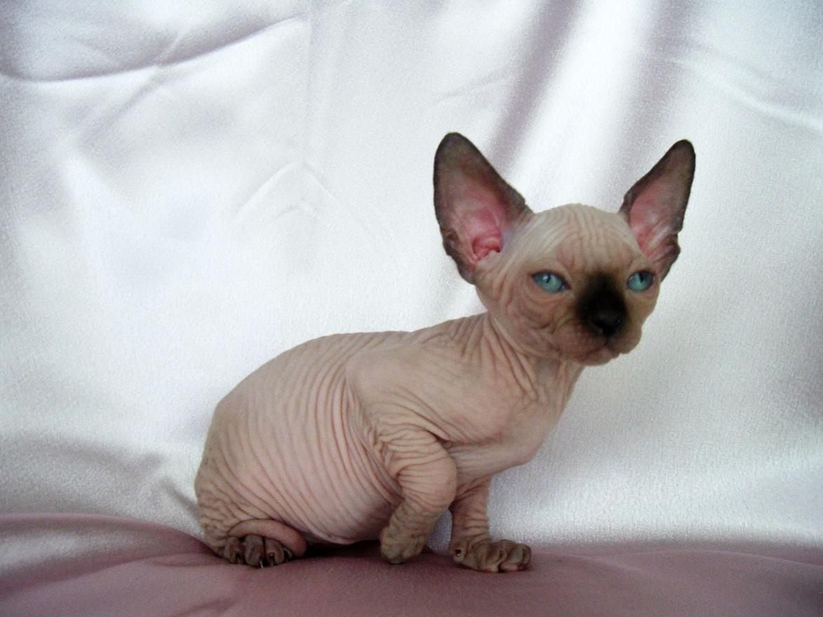 InclanSol's tweet photo. Me encanta, acabo de bautizar a mi nuevo gato Máximo Adriano que se va a llevar genial con Alana Martina. https://t.co/qbMzz7FEL0