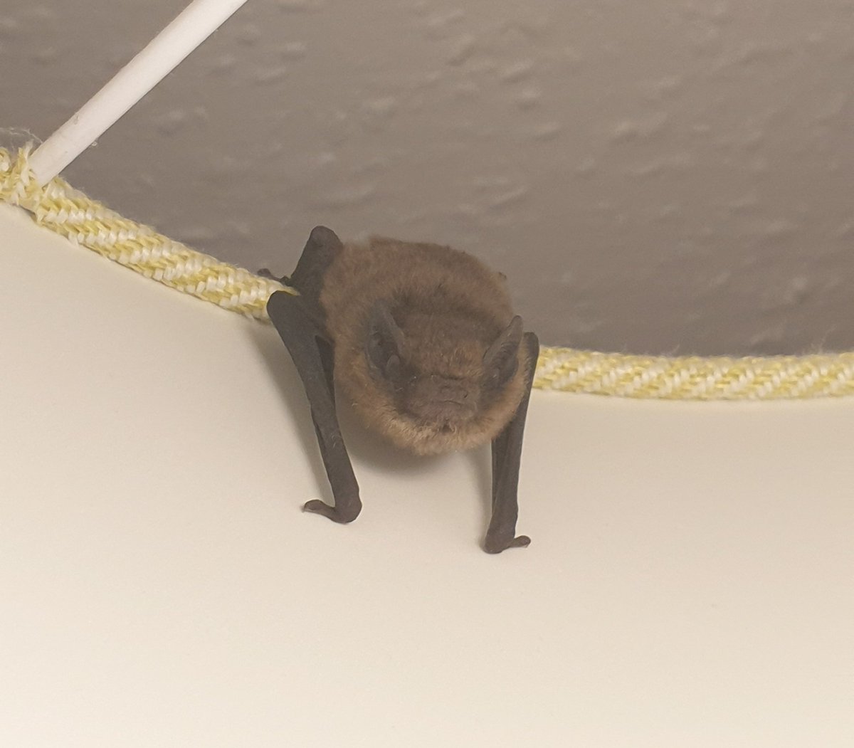 Had a little fly in the bedroom earlier. She much prefers to just roost, though.