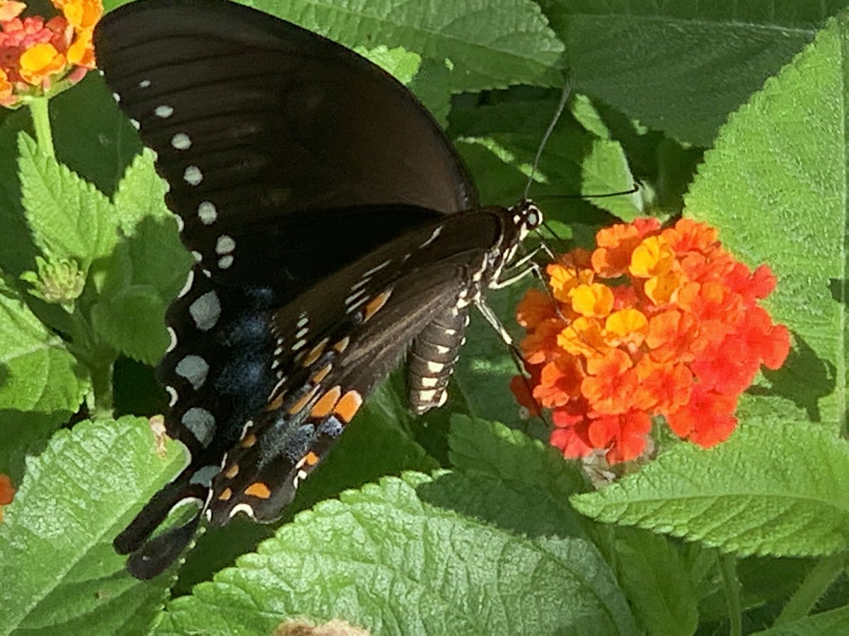 wadestanford's tweet photo. A little butterfly action this afternoon! Somebody help me out and share some facts about this butterfly.
#butterfly #Butterflies #ButterflyCount #ButterflyDays #outdoors #outdoor #outdoorlife #outdoorliving #outdoorphotography #Entomology #Lepidoptera https://t.co/xcJkwb61r5