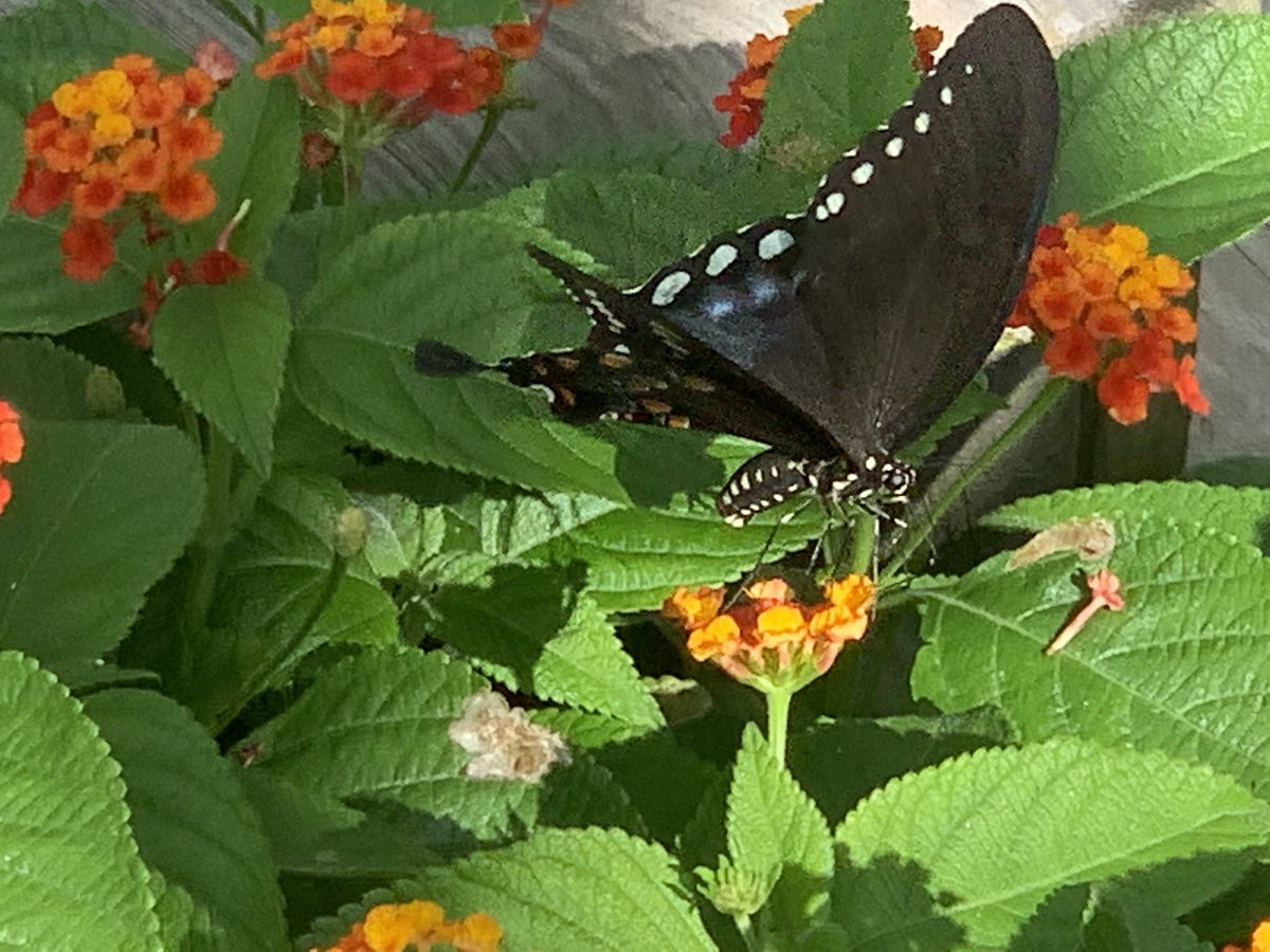 wadestanford's tweet photo. A little butterfly action this afternoon! Somebody help me out and share some facts about this butterfly.
#butterfly #Butterflies #ButterflyCount #ButterflyDays #outdoors #outdoor #outdoorlife #outdoorliving #outdoorphotography #Entomology #Lepidoptera https://t.co/xcJkwb61r5